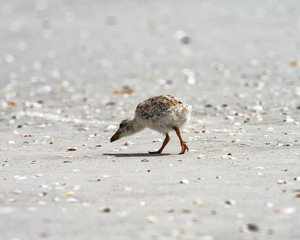 Small chick looking for food