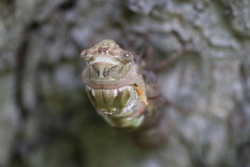 Molting cicada on pecan tree