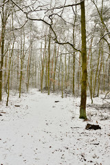 Zasypany śniegiem las w zimowy, ponury, pochmurny dzień.