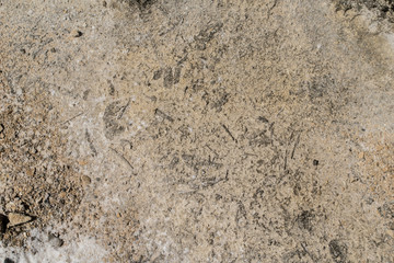 Maltese Coast Fossils
