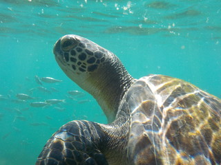 Obraz premium turtle-arraial do cabo, RJ, BR.