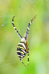 Wasp spider (Argiope bruennichi) on his web.