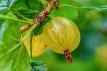 gooseberry berry close-up