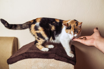 Cat eats feed from the hand