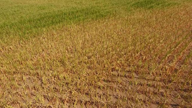 Drone flight over a field of withered maize during a drought