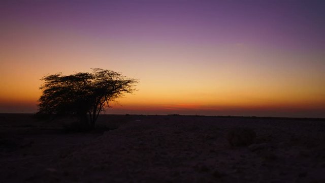 Sunset in the Qatar desert with the Sidra tree in the foreground.