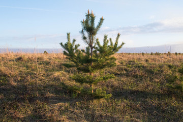 Fototapeta premium Lonely young Christmas tree