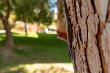 Corteza gran árbol