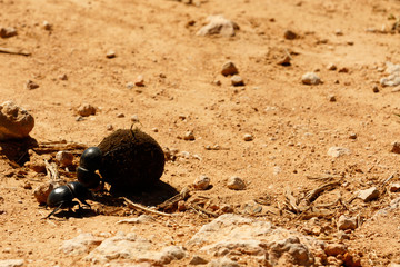 Dung beetle pushing a ball of dung across