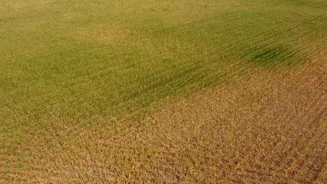 Drone flight over a field of withered corn during a drought
