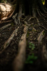 Reaching Roots