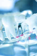 Dentist dental teeth model