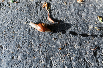 snail closeup top view on the asphalt