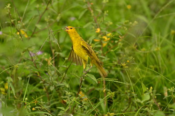 nature south america