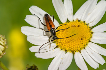 Red mustachioed insect sits on a white daisy flower