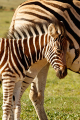 Fototapeta na wymiar Zebra baby rubbing her head against her mom