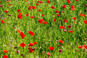 Field of blooming poppies