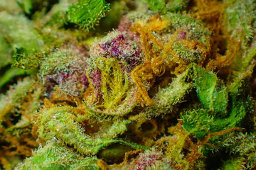 Close up of a marijuana bud.