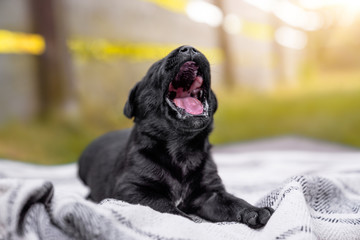 Obraz premium very young and little black labrador retriever dog puppy yawning outdoors in the sun