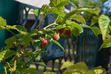 куст малины