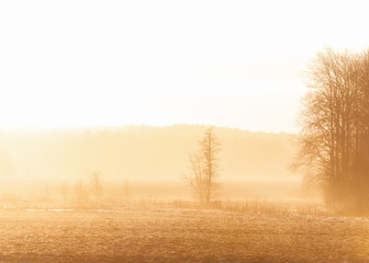 Golden sunrise