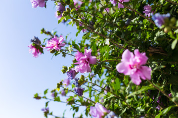 Closeup view of a nature green leaf with purple flowers Hibiscus syriacus against a blue sky. Natural green plant landscape, using as a background or wallpaper concept.