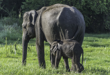 Fototapeta premium Elephant