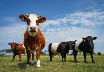 Rinderrasse - Lakenvelder Kühe,m lustige Formation