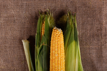 Sweet corn on burlap. Fresh, organic maize. Top view
