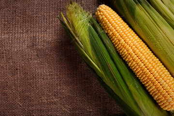 Organic corn burlap background. Ripe maize close view.