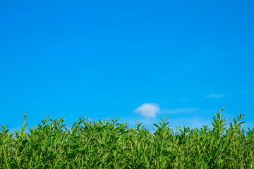green grass on blue sky background in summer day