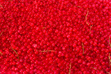 Background made from fresh redcurrant for designers