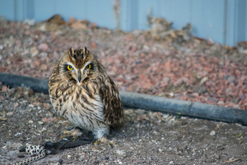 Short-eared owl (asio flammeus) is a species of typical owl (family Strigidae). 