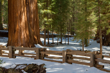 Towering Twin Redwood Trees in Winter in Sequoia National Park
