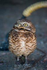 Burrowing Owl (Athene cunicularia) is a small, long legged owl found throughout North and South America. .