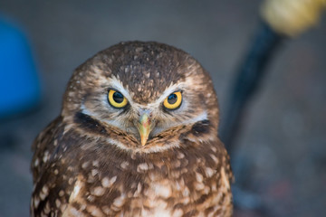 Burrowing Owl (Athene cunicularia) is a small, long legged owl found throughout North and South America. .