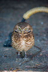 Burrowing Owl (Athene cunicularia) is a small, long legged owl found throughout North and South America. 