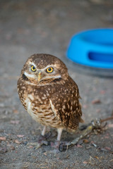 Burrowing Owl (Athene cunicularia) is a small, long legged owl found throughout North and South America. 