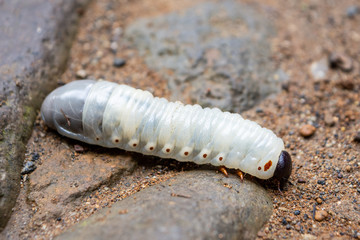 insect