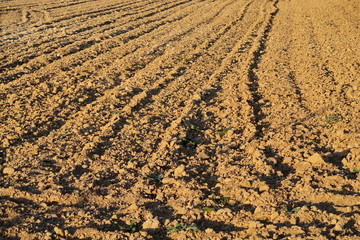 Champ de terre labouré