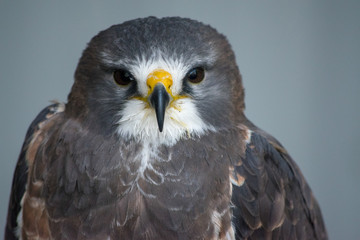 Close up head shot of Swainson's Hawk (buteo swainsoni) is a large Buteo hawk of the Falconiformes found in the America. 