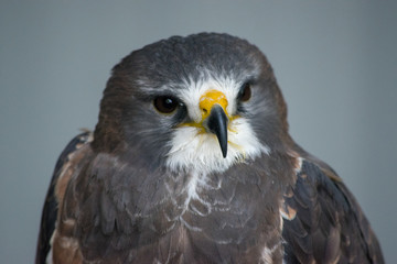 Close up head shot of Swainson's Hawk (buteo swainsoni) is a large Buteo hawk of the Falconiformes found in the America. 
