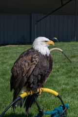 Bald Eagle (haliaeetus leucocephalus) is a bird of prey found in North America. 