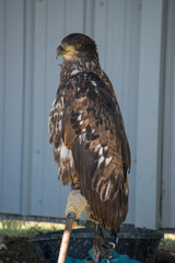 Bald Eagle (haliaeetus leucocephalus) is a bird of prey found in North America. 