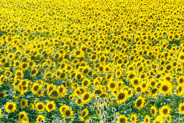 Campi di girasoli in Provenza, Sud della Francia