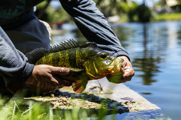 Releasing a Peacock Bass