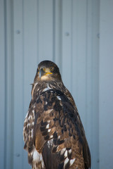 Bald Eagle (haliaeetus leucocephalus) is a bird of prey found in North America. 