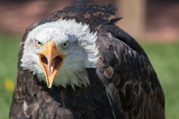 Bald Eagle (haliaeetus leucocephalus) is a bird of prey found in North America. 