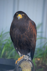 Harrier is a species of diurnal hawk placed in the Circinae sub-family of the Accipitridae family of birds of prey. 