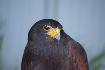 Harrier is a species of diurnal hawk placed in the Circinae sub-family of the Accipitridae family of birds of prey. 